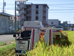 稲刈り